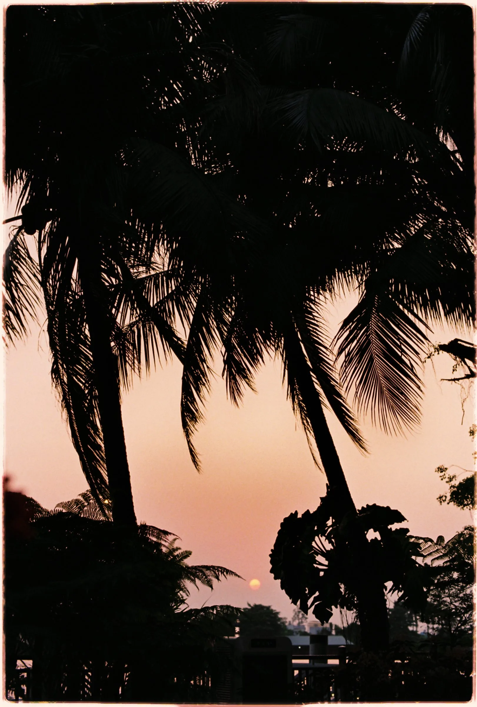 Palms against the river sunset, on film.