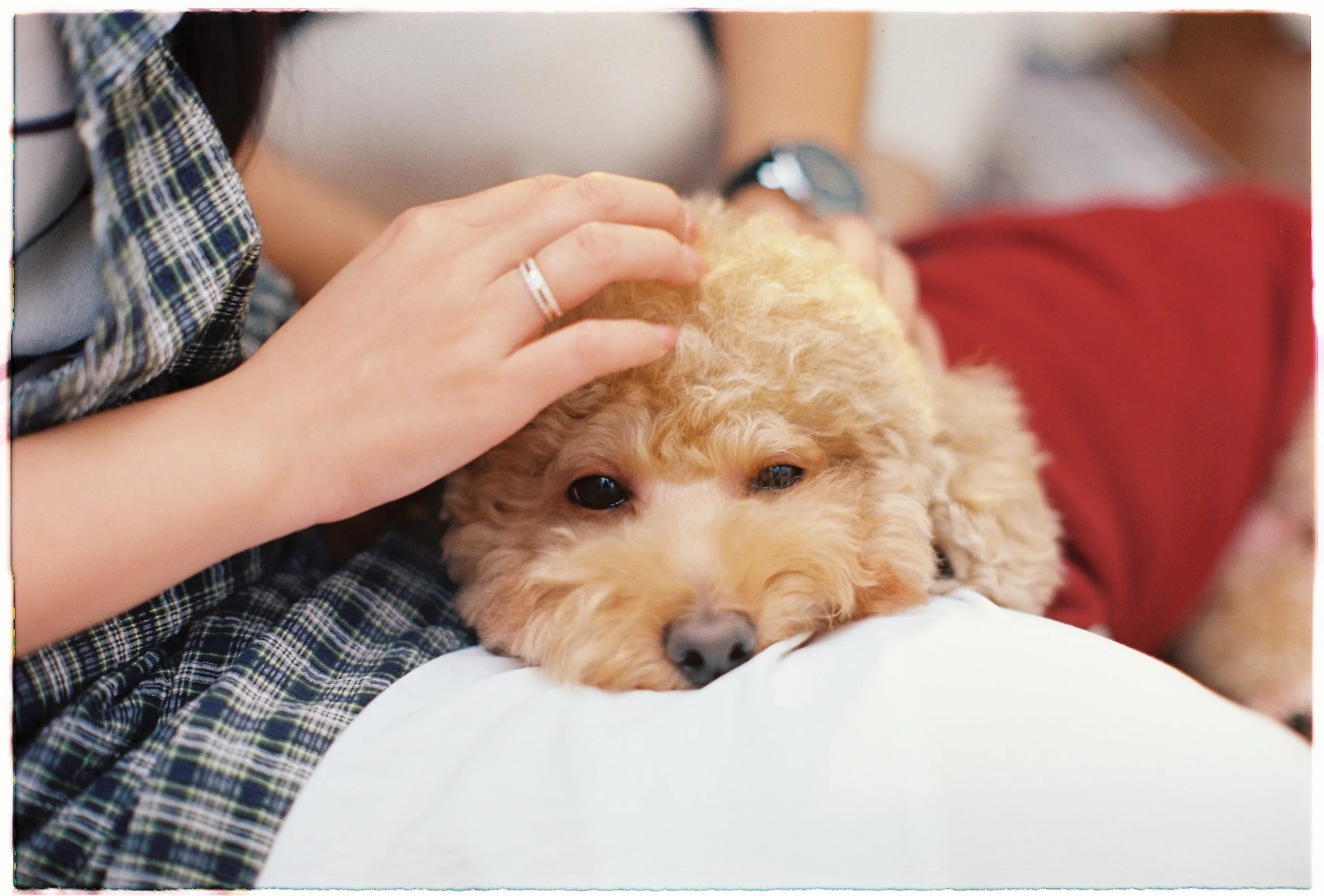Couple with their pet dog during a Da Lat couple photoshoot
