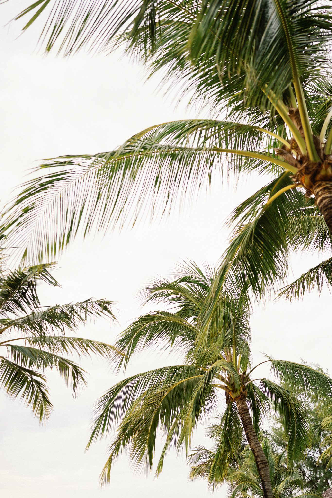 Vietnam's sunset island: Phu Quoc's leaning coconut palms set the tropical mood.