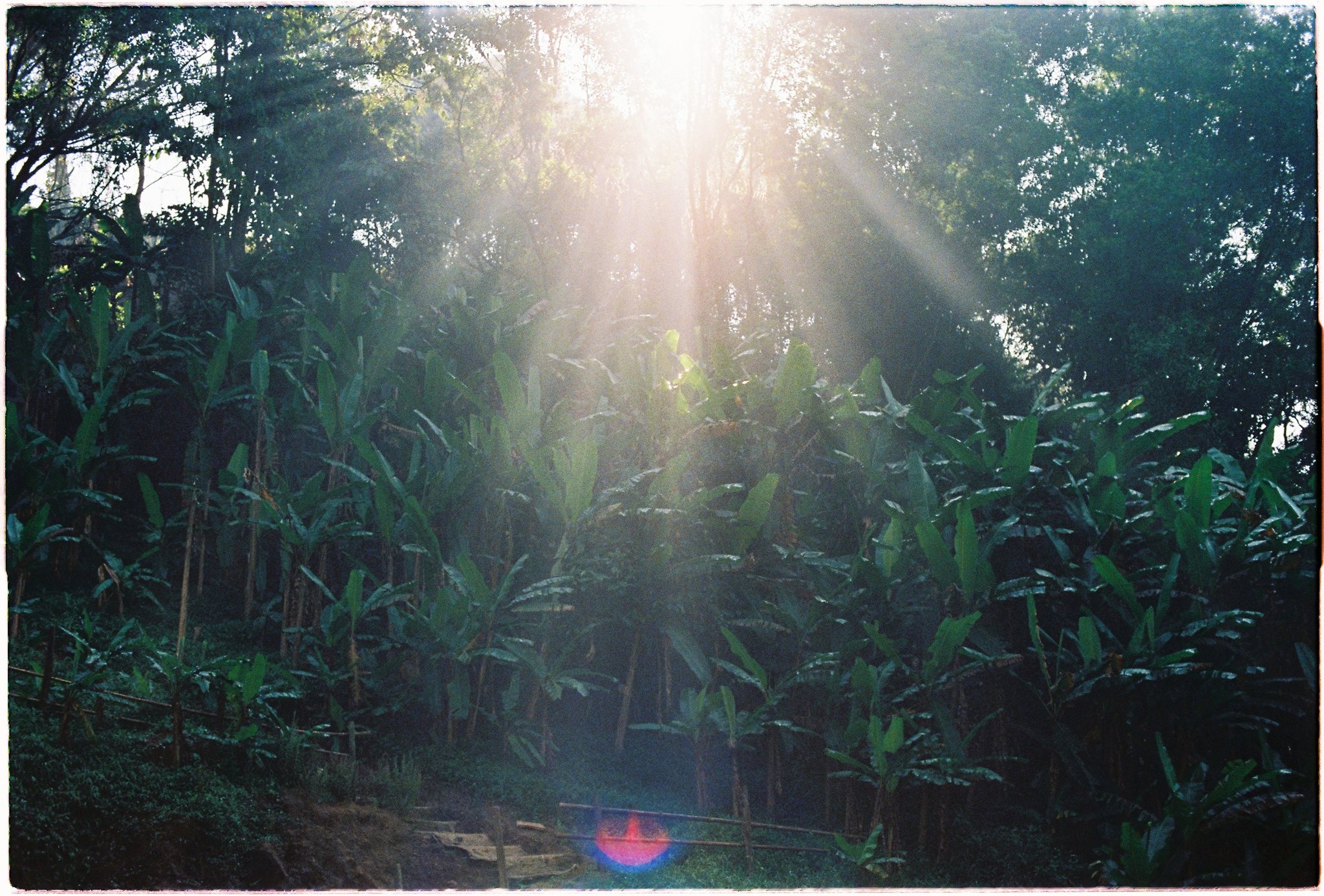 A Da Lat Waterfall Elopement on 35mm Film — Tiến Anh & Trân's Private Vow Ceremony at Liêng Chi Nha & Suối Tía