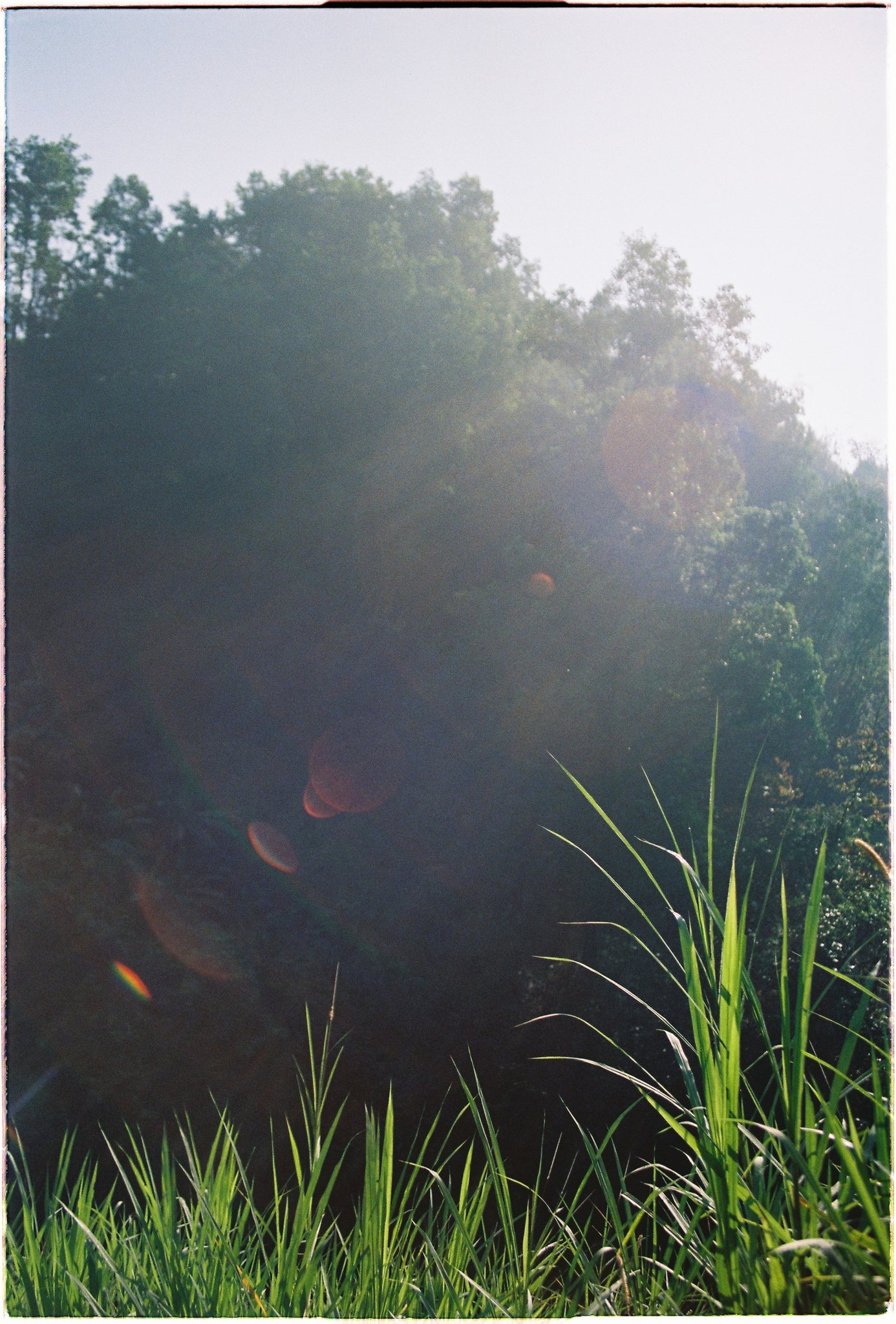 A Da Lat Waterfall Elopement on 35mm Film — Tiến Anh & Trân's Private Vow Ceremony at Liêng Chi Nha & Suối Tía