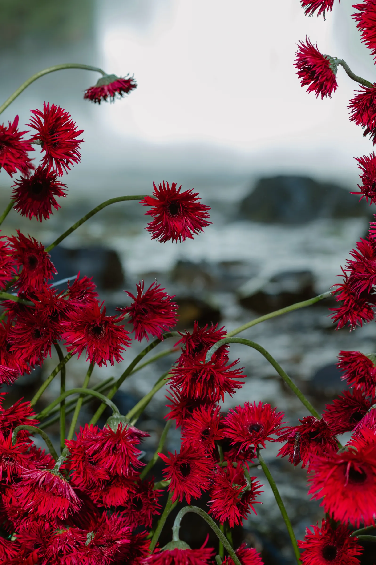 Red wildflowers framing a waterfall at an adventure elopement in Vietnam